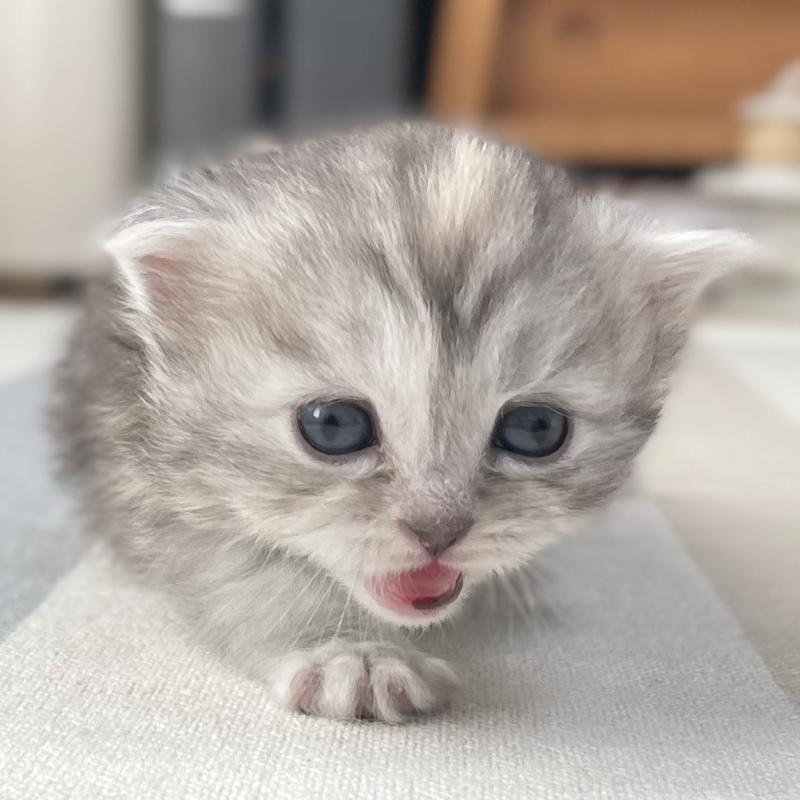 販売中の愛知県のミヌエット-136428の12枚目