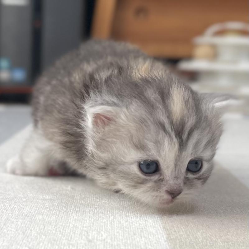 販売中の愛知県のミヌエット-136428の11枚目