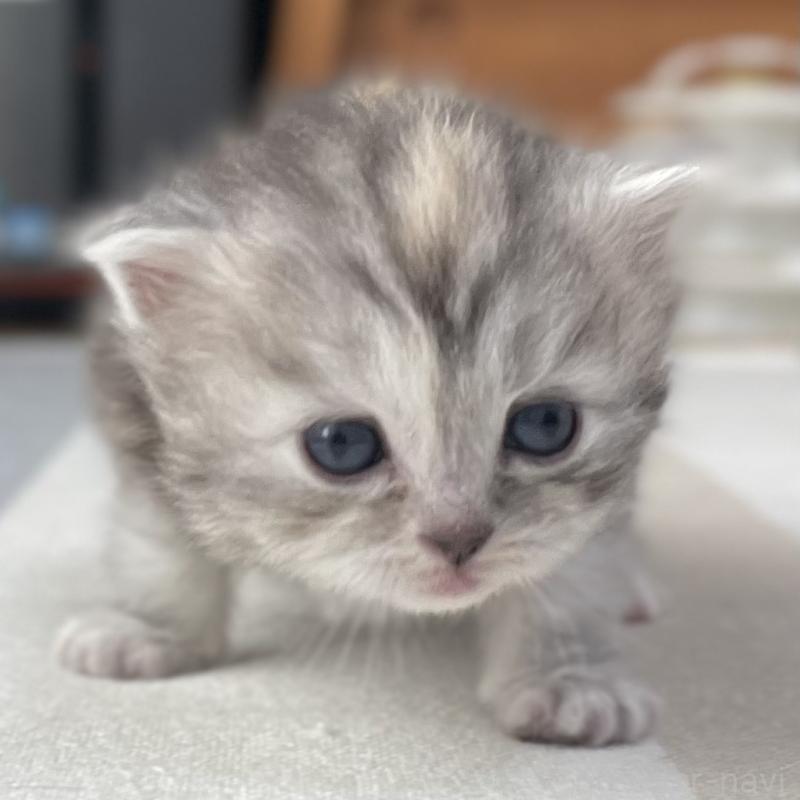 販売中の愛知県のミヌエット-136428の10枚目