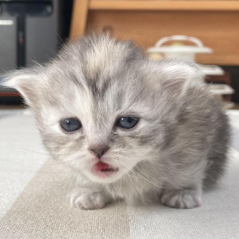 販売中の愛知県のミヌエット-136428の8枚目