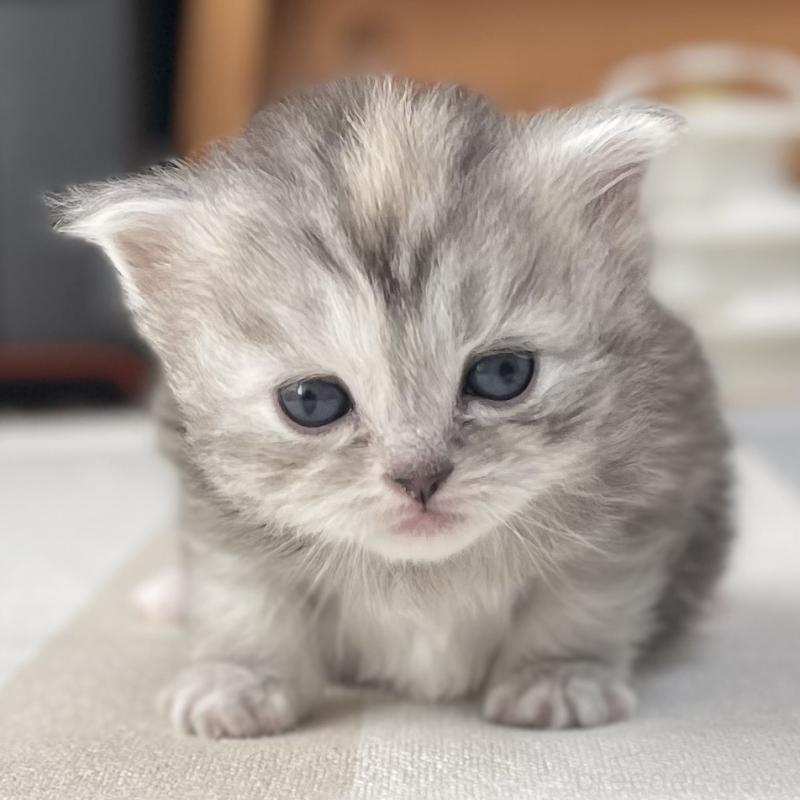 販売中の愛知県のミヌエット-136428の7枚目