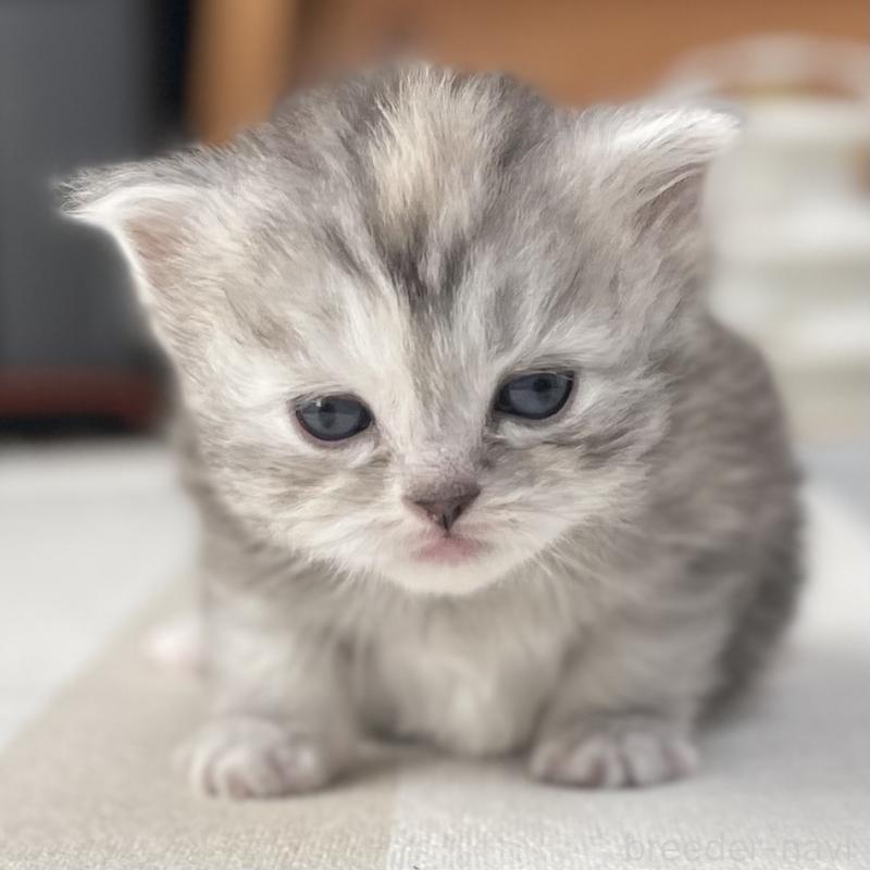 販売中の愛知県のミヌエット-136428の6枚目