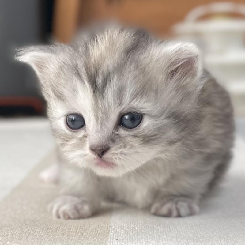 販売中の愛知県のミヌエット-136428の5枚目