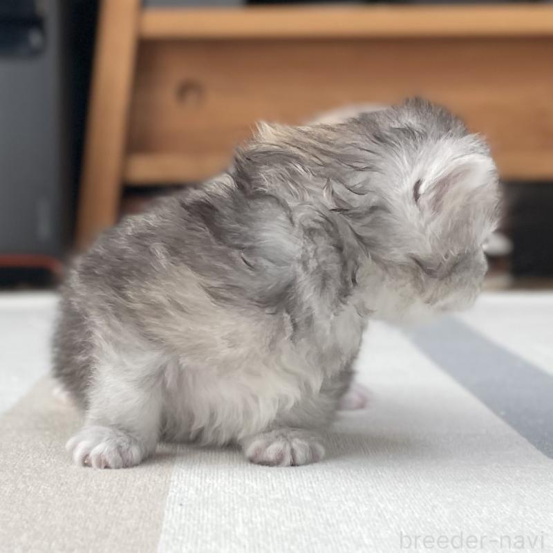 販売中の愛知県のミヌエット-136428の3枚目