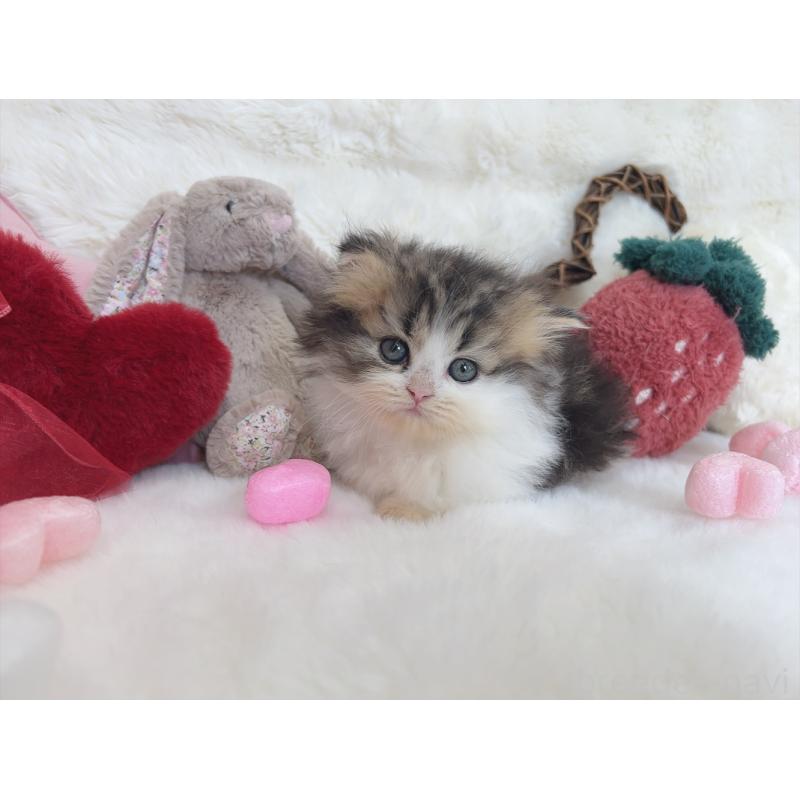 販売中の大阪府のミヌエット(短足)-135868の5枚目