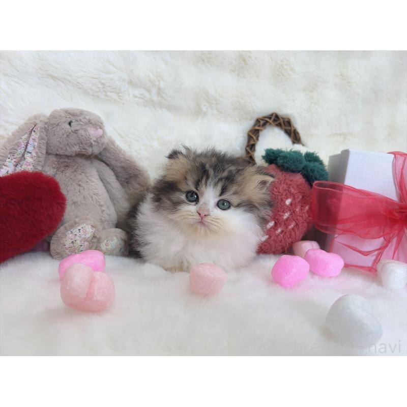 販売中の大阪府のミヌエット(短足)-135868の4枚目