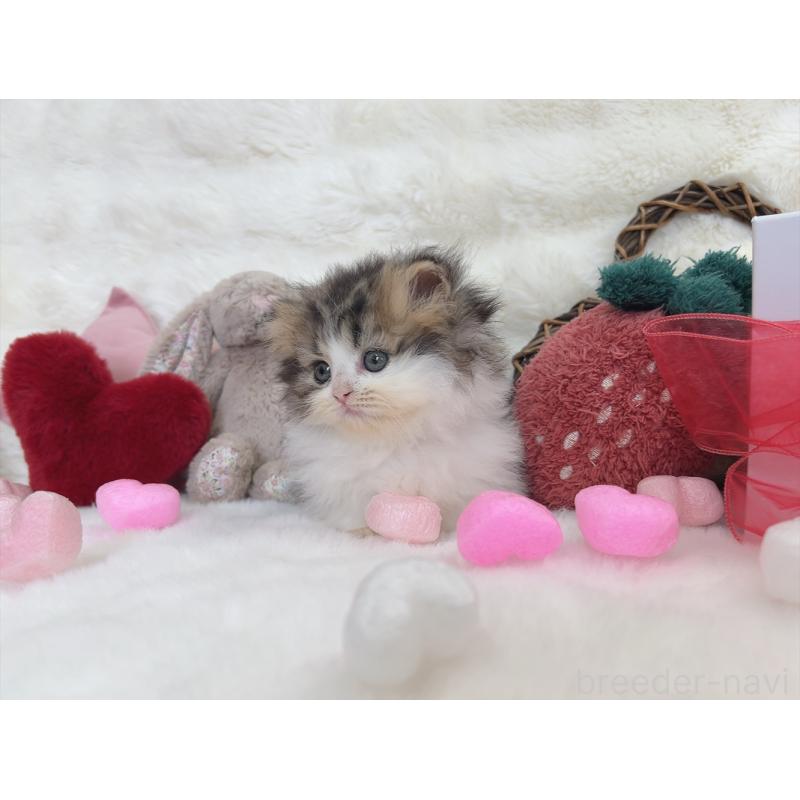 販売中の大阪府のミヌエット(短足)-135868の3枚目