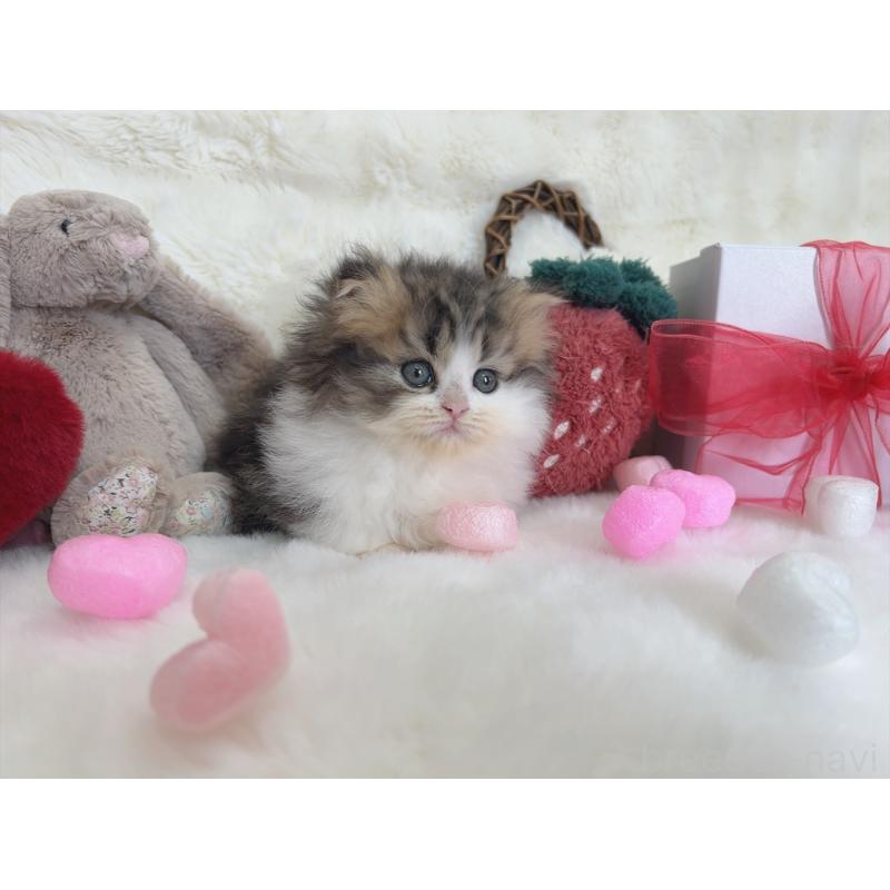 販売中の大阪府のミヌエット(短足)-135868の2枚目