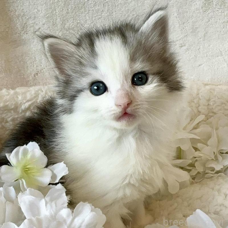 販売中の兵庫県のノルウェージャンフォレストキャット-136429