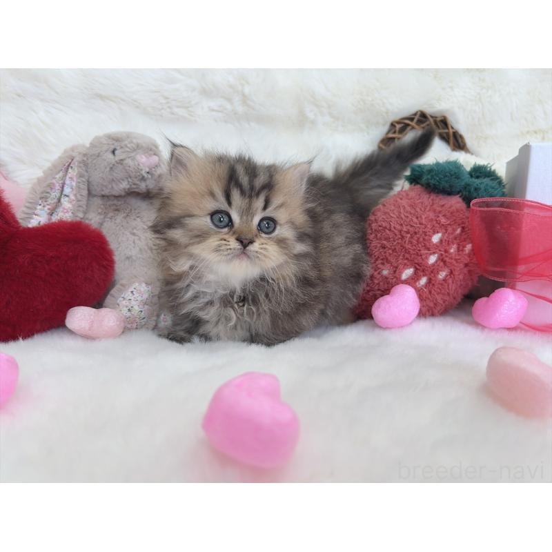 販売中の大阪府のミヌエット(短足)-135867の4枚目