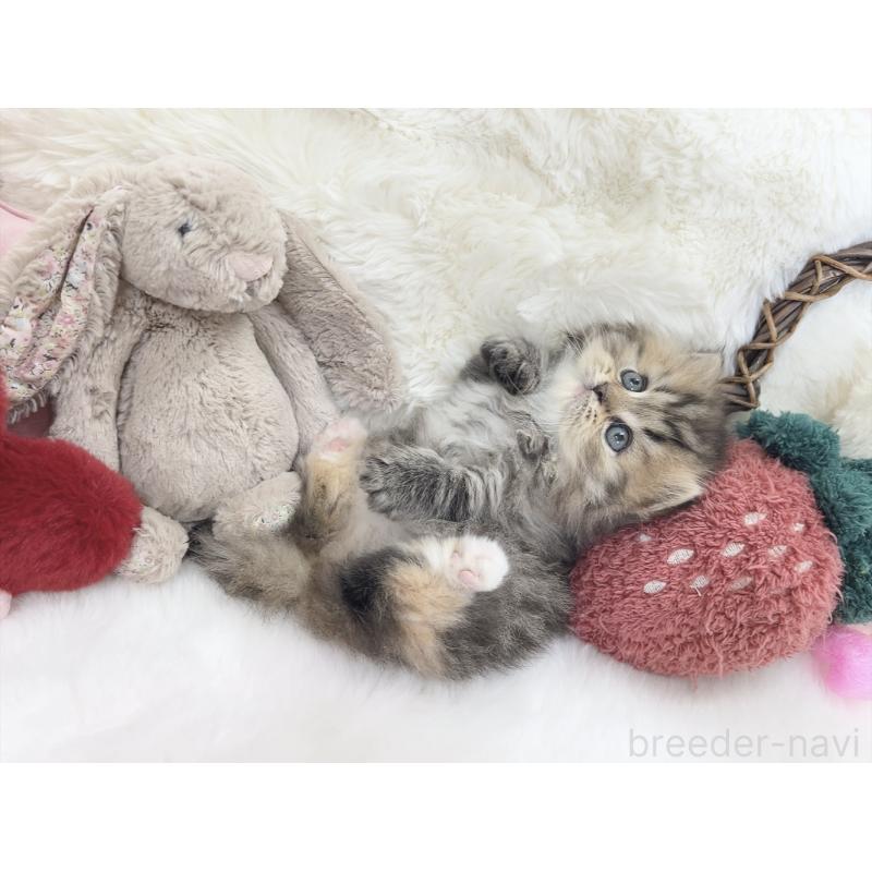 販売中の大阪府のミヌエット(短足)-135867の3枚目