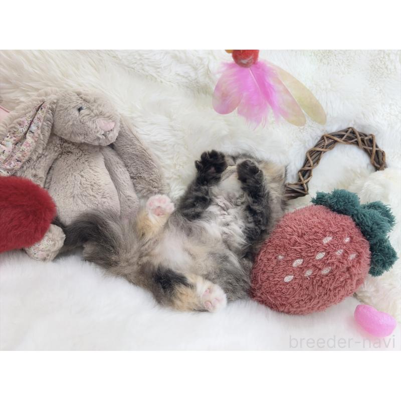 販売中の大阪府のミヌエット(短足)-135867の2枚目