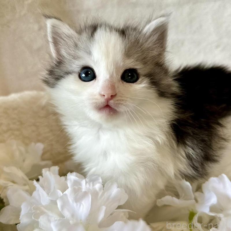 販売中の兵庫県のノルウェージャンフォレストキャット-136429の2枚目