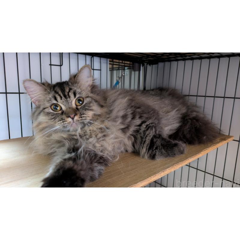 商談中の大阪府のミヌエット-120589の1枚目