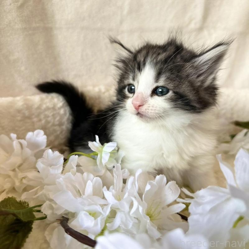 販売中の兵庫県のノルウェージャンフォレストキャット-136430の5枚目