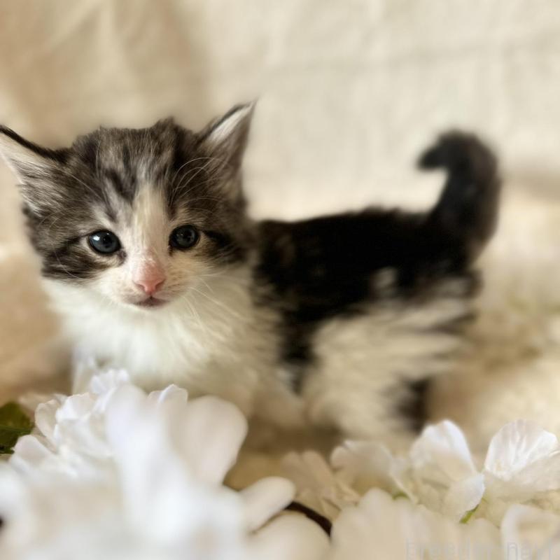 販売中の兵庫県のノルウェージャンフォレストキャット-136430の4枚目