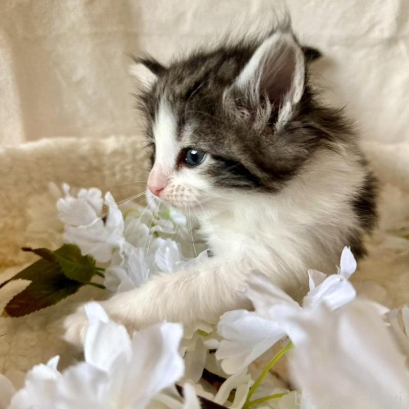 販売中の兵庫県のノルウェージャンフォレストキャット-136430の3枚目