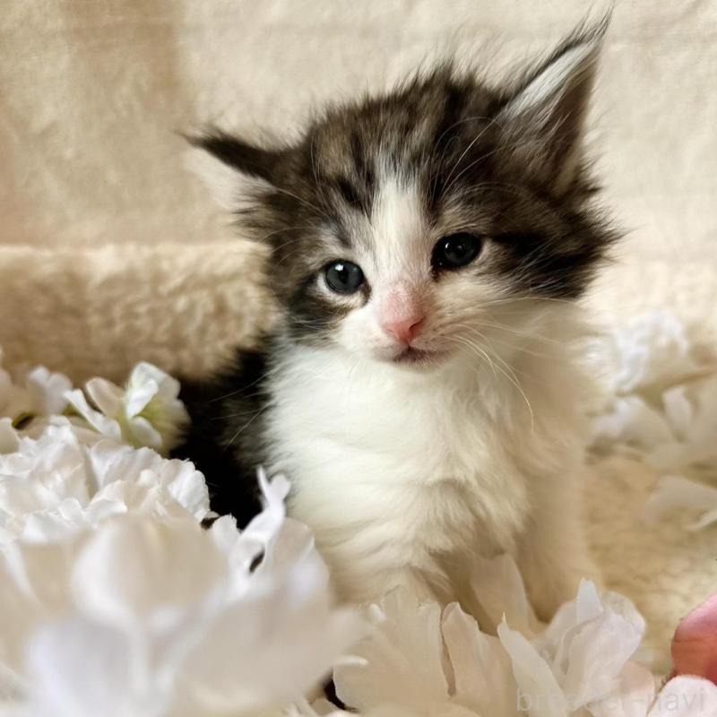 販売中の兵庫県のノルウェージャンフォレストキャット-136430の2枚目