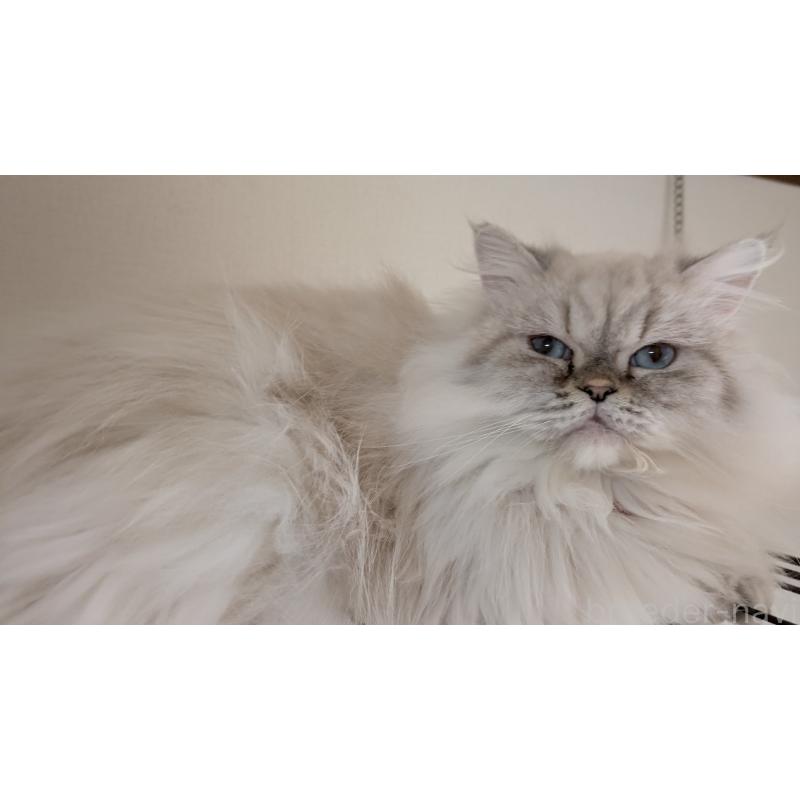 販売中の大阪府のミヌエット-127978