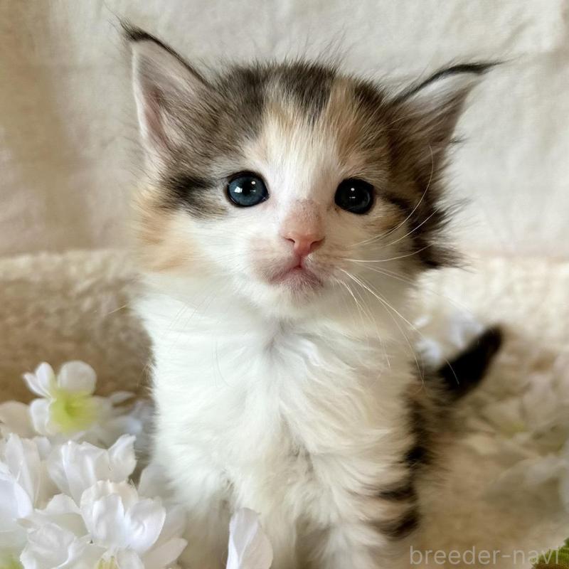 販売中の兵庫県のノルウェージャンフォレストキャット-136431の6枚目