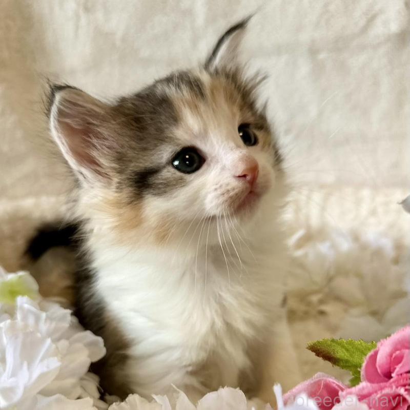 販売中の兵庫県のノルウェージャンフォレストキャット-136431の5枚目