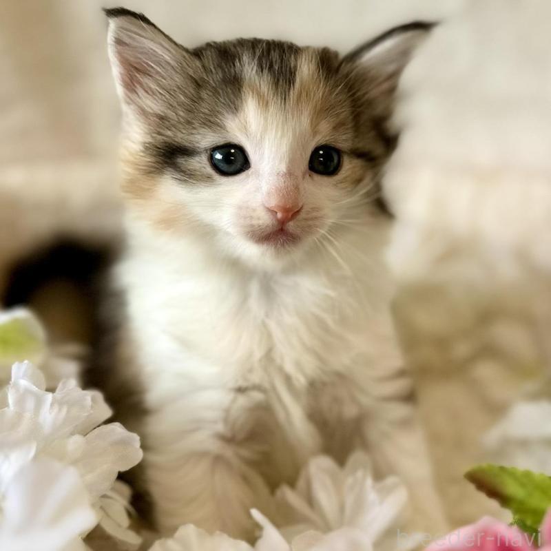 販売中の兵庫県のノルウェージャンフォレストキャット-136431の4枚目