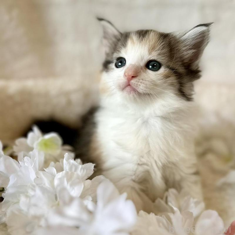 販売中の兵庫県のノルウェージャンフォレストキャット-136431の1枚目