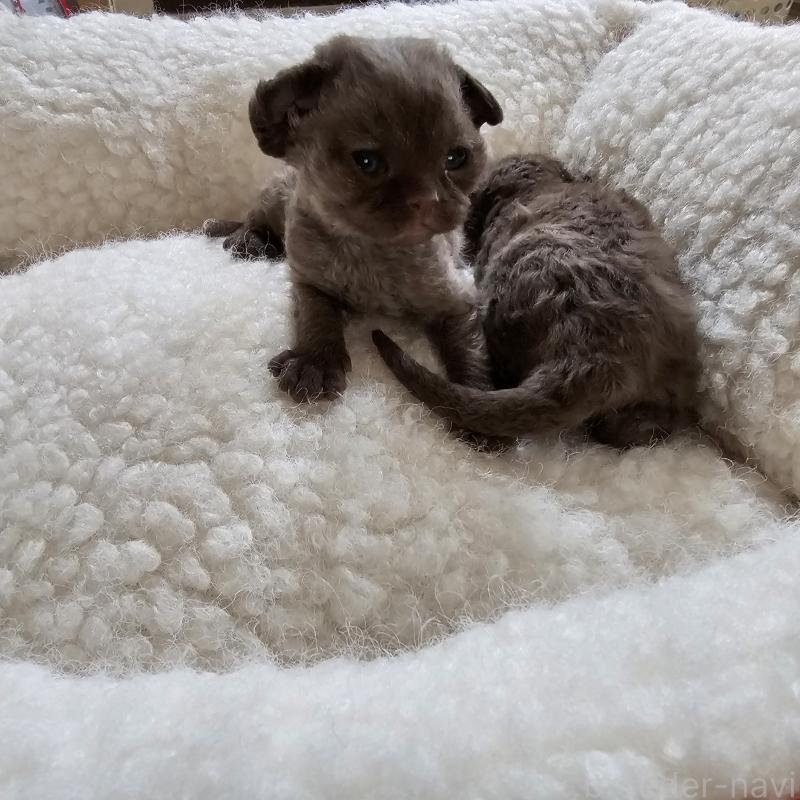 販売中の兵庫県のデボンレックス-136432の5枚目