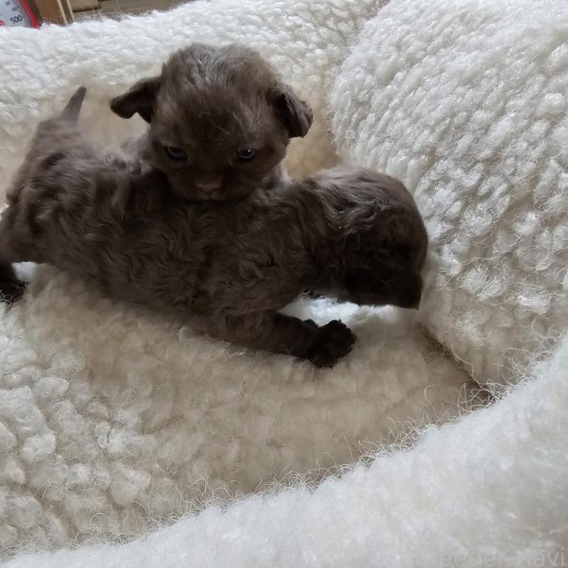 販売中の兵庫県のデボンレックス-136432の4枚目