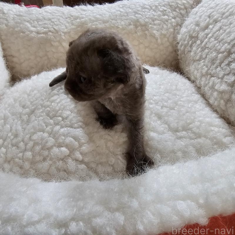 販売中の兵庫県のデボンレックス-136432の3枚目