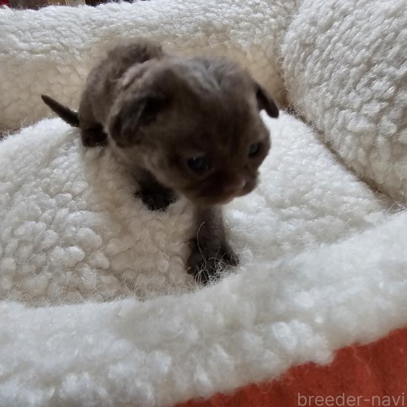 販売中の兵庫県のデボンレックス-136432の2枚目