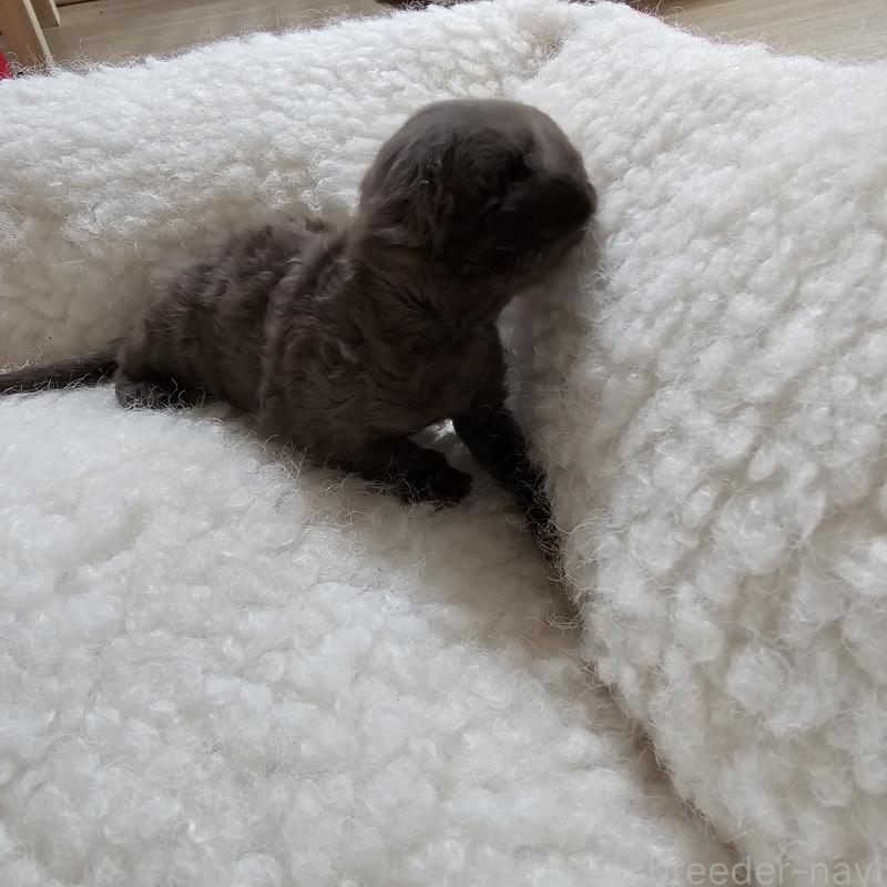 販売中の兵庫県のデボンレックス-136433の4枚目