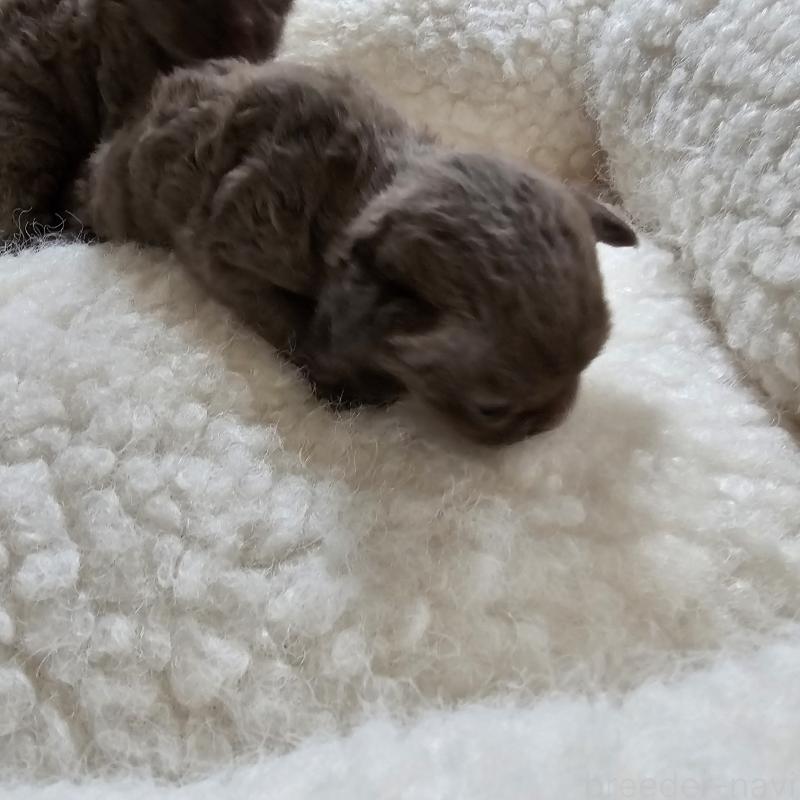 販売中の兵庫県のデボンレックス-136433の2枚目