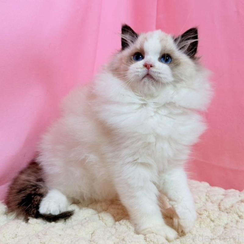 販売中の東京都のラグドール-134777