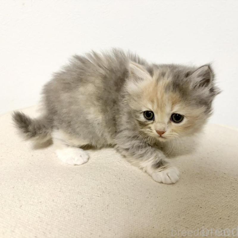 成約済の兵庫県のサイベリアン-135807の15枚目