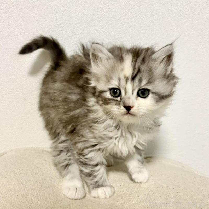 成約済の兵庫県のサイベリアン-135811の13枚目