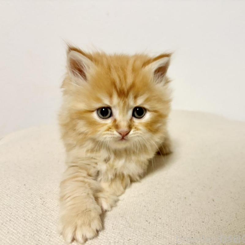 商談中の兵庫県のサイベリアン-135813