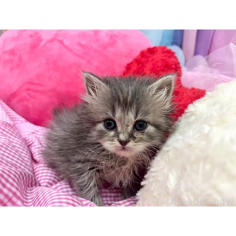 商談中の埼玉県のサイベリアン-136080の7枚目