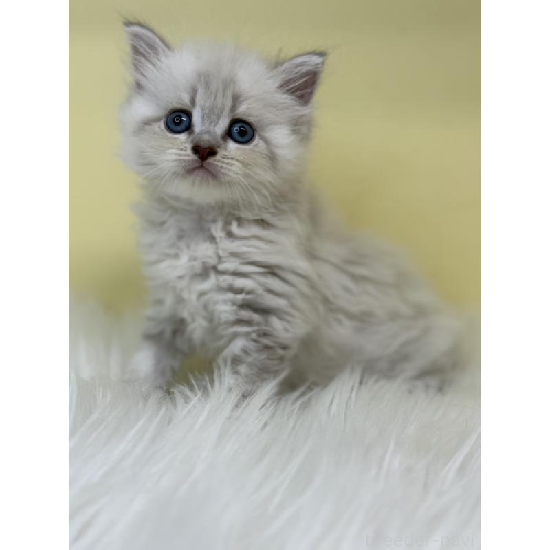 販売中の埼玉県のネヴァマスカレード-136383の4枚目