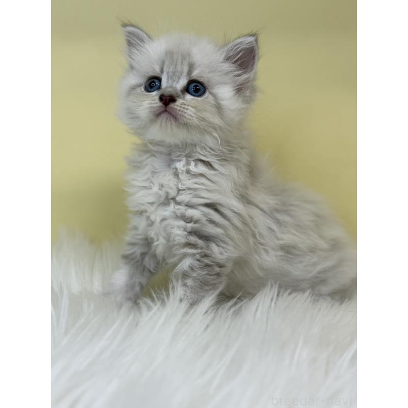 販売中の埼玉県のネヴァマスカレード-136383の3枚目