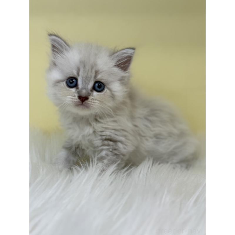 販売中の埼玉県のネヴァマスカレード-136383の2枚目