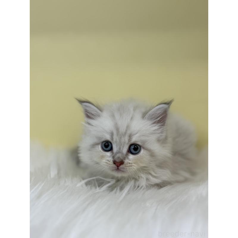 販売中の埼玉県のネヴァマスカレード-136384の4枚目