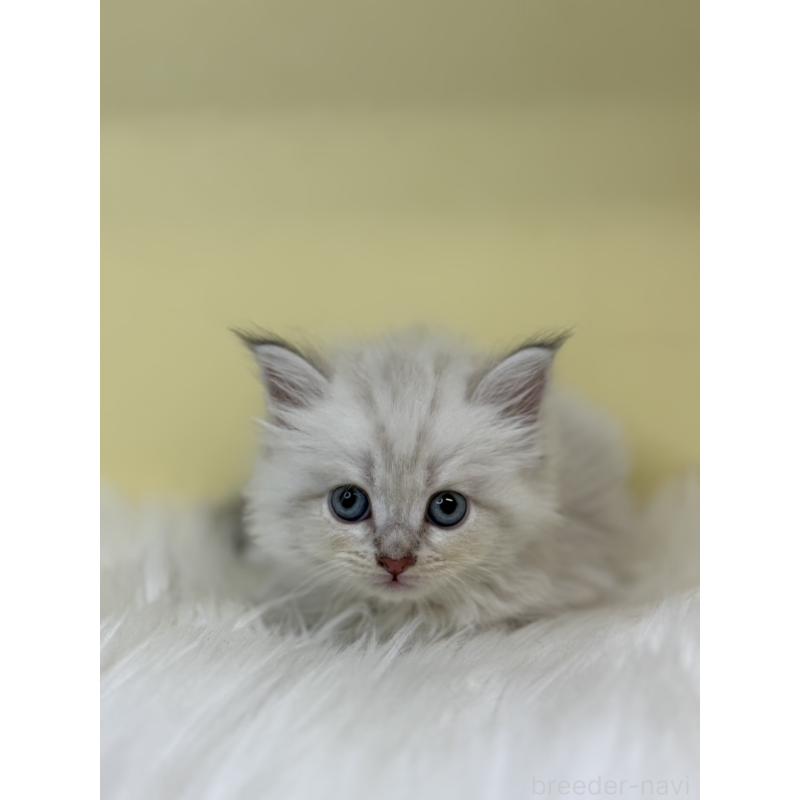 販売中の埼玉県のネヴァマスカレード-136384の3枚目