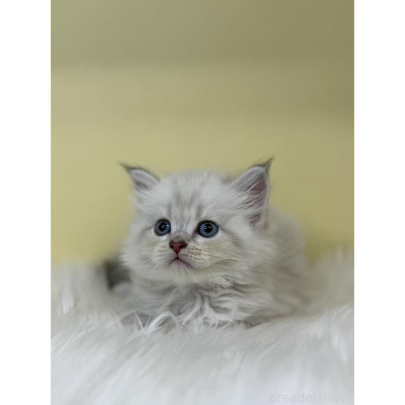 販売中の埼玉県のネヴァマスカレード-136384の2枚目