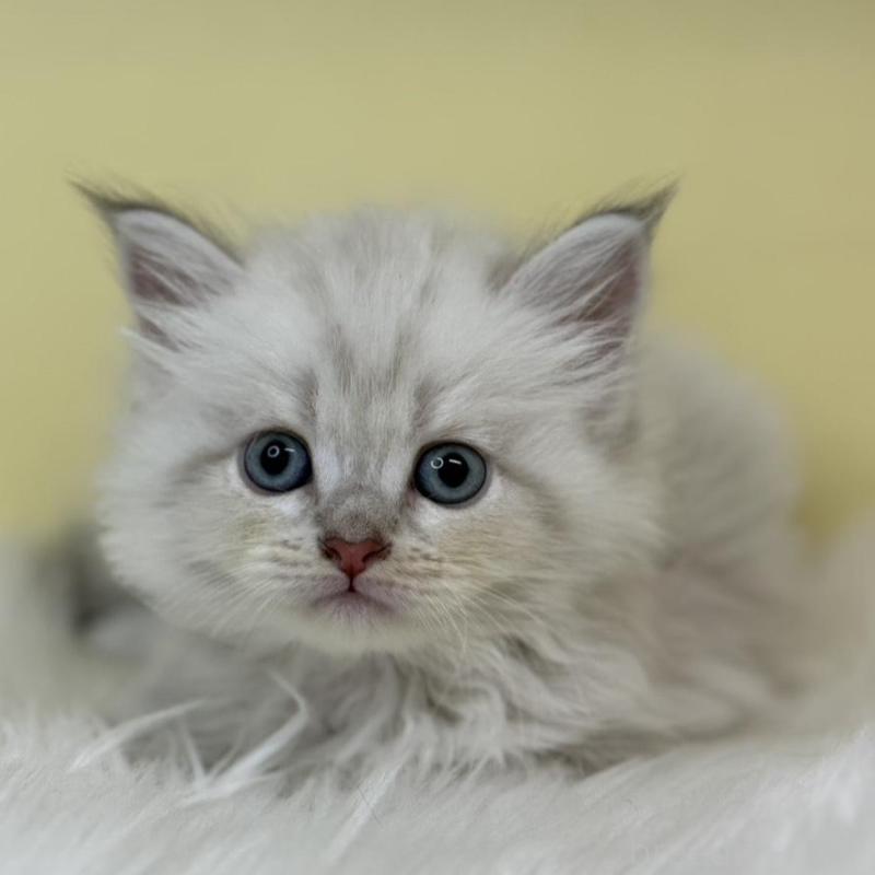 販売中の埼玉県のネヴァマスカレード-136384の1枚目