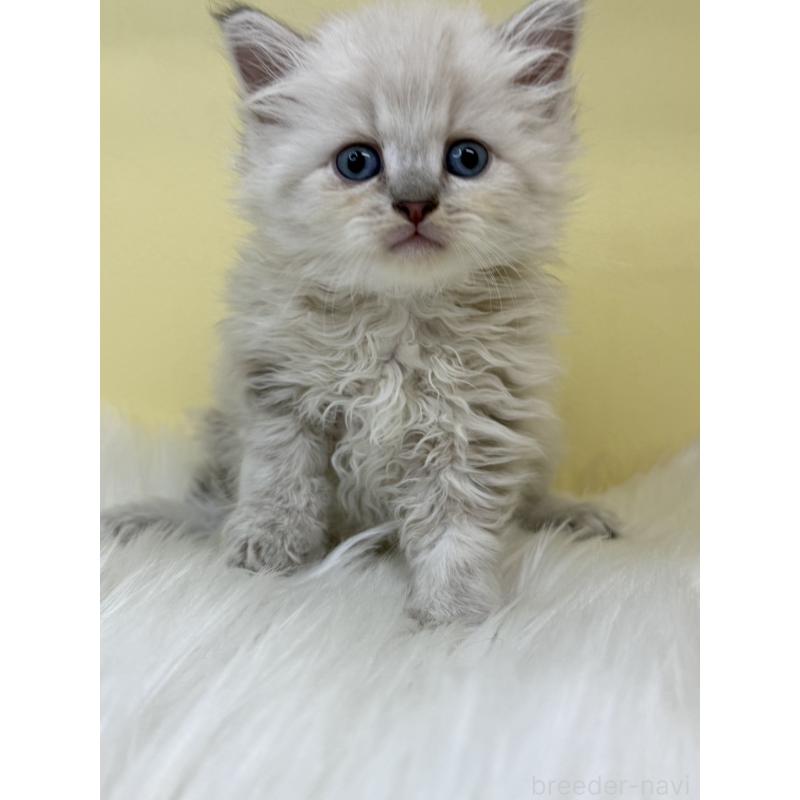 販売中の埼玉県のネヴァマスカレード-136385の4枚目