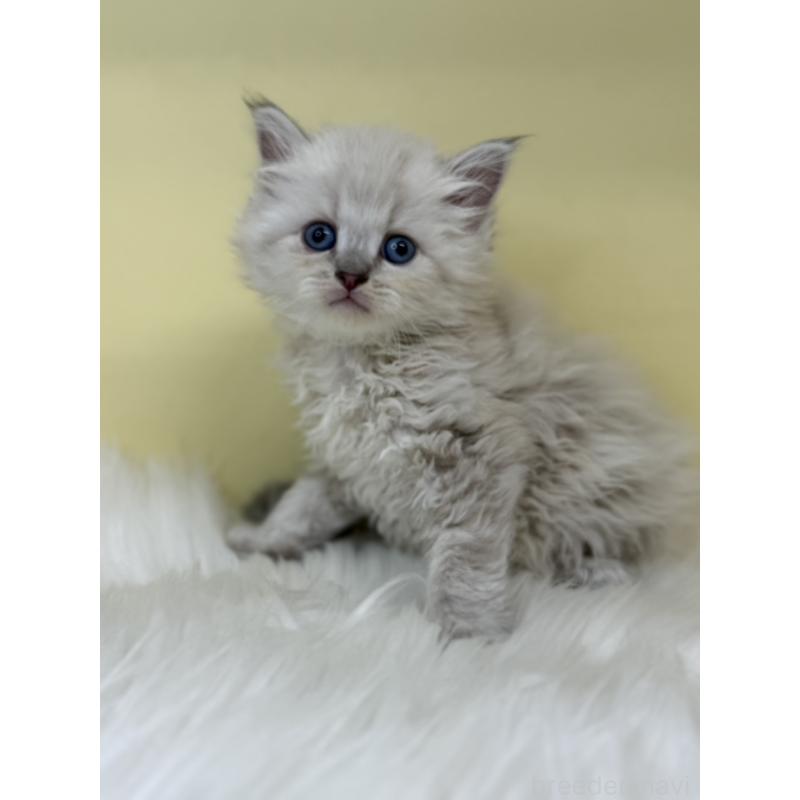 販売中の埼玉県のネヴァマスカレード-136385の2枚目