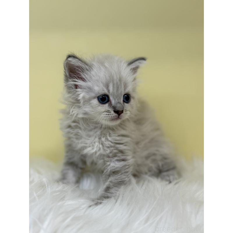 販売中の埼玉県のネヴァマスカレード-136386の4枚目