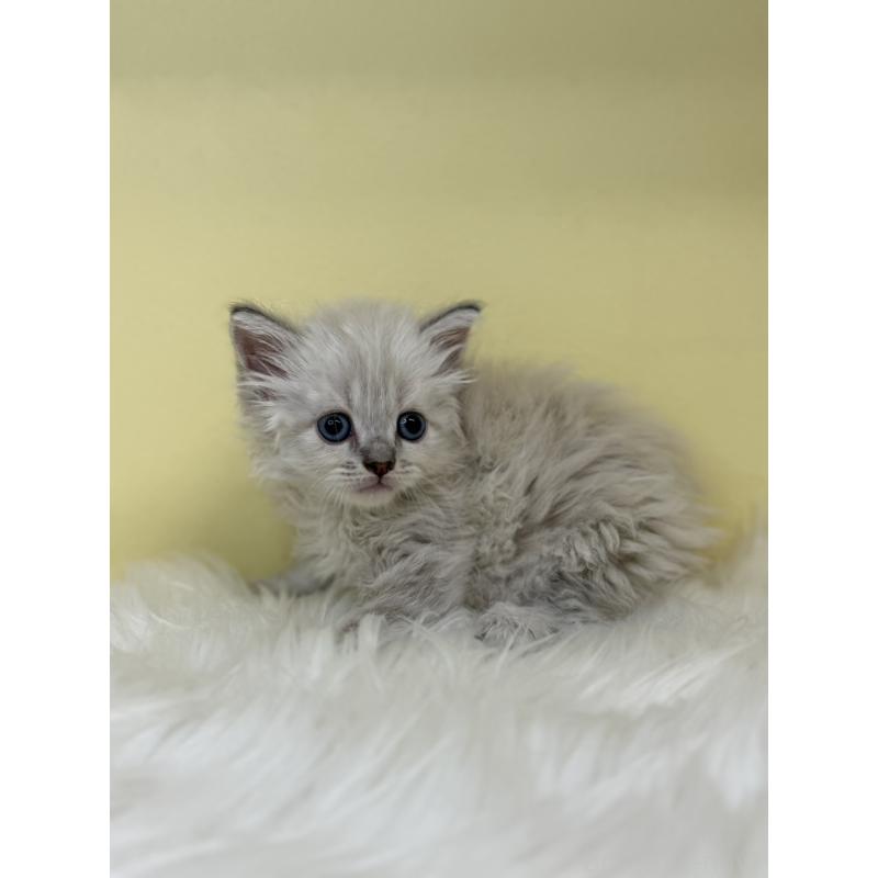 販売中の埼玉県のネヴァマスカレード-136386の3枚目