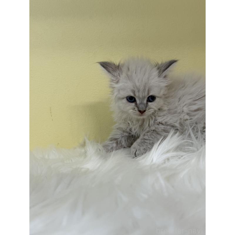 販売中の埼玉県のネヴァマスカレード-136387の3枚目